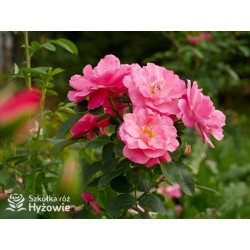 I am Strong and Beautiful™ - Róże Rabatowe -  I am Strong and Beautiful™ - Róże Rabatowe -