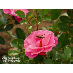 I am Strong and Beautiful™ - Róże Rabatowe -  I am Strong and Beautiful™ - Róże Rabatowe -