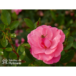 I am Strong and Beautiful™ - Róże Rabatowe -  I am Strong and Beautiful™ - Róże Rabatowe -