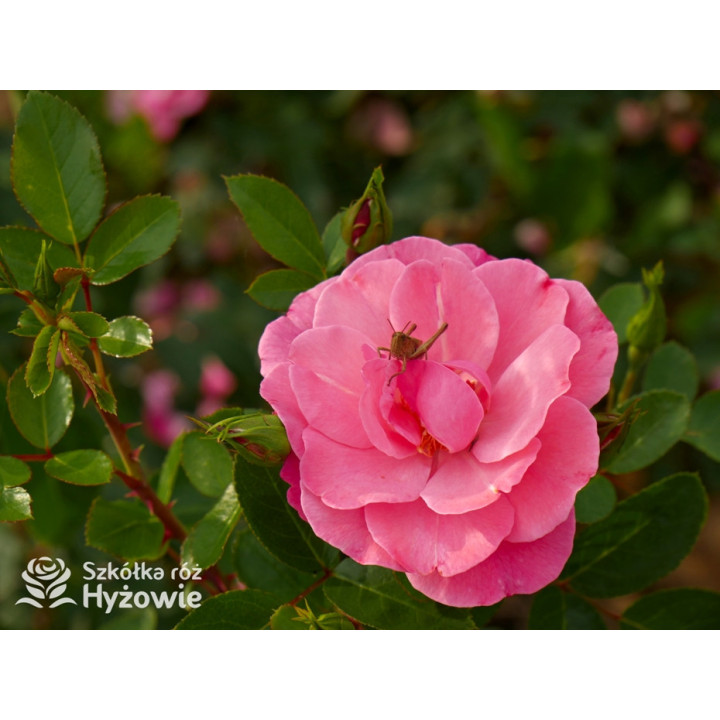 I am Strong and Beautiful™ - Róże Rabatowe -  I am Strong and Beautiful™ - Róże Rabatowe -