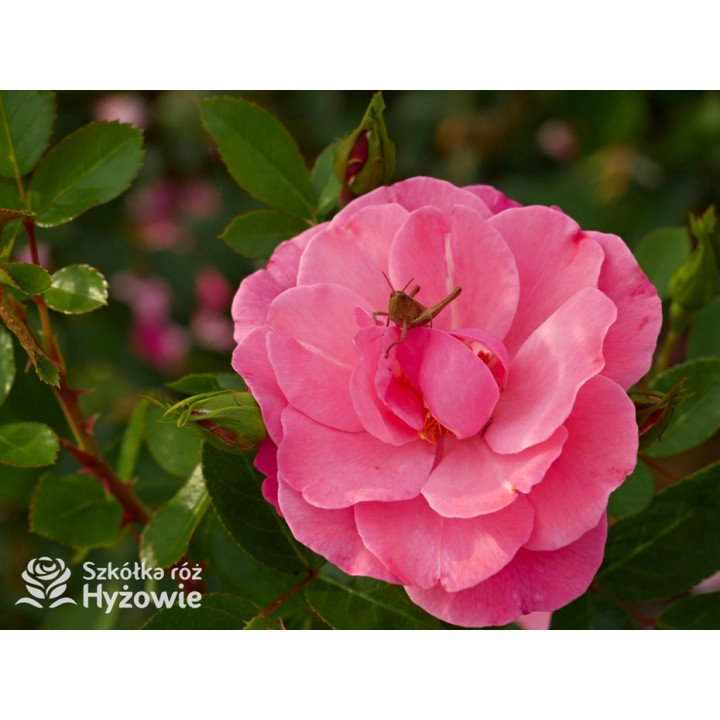 I am Strong and Beautiful™ - Róże Rabatowe -  I am Strong and Beautiful™ - Róże Rabatowe -