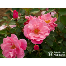 I am Strong and Beautiful™ - Róże Rabatowe -  I am Strong and Beautiful™ - Róże Rabatowe -