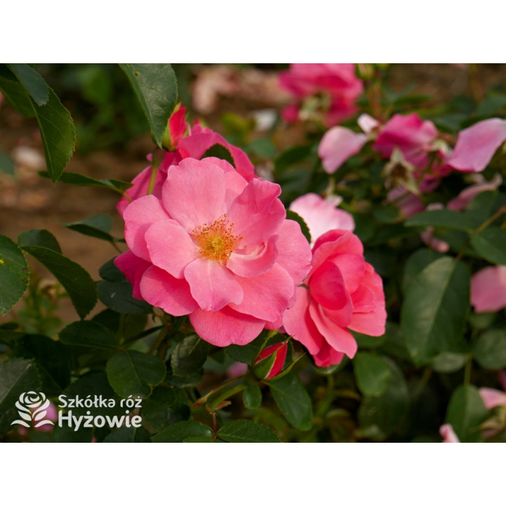 I am Strong and Beautiful™ - Róże Rabatowe -  I am Strong and Beautiful™ - Róże Rabatowe -