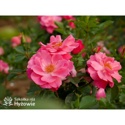 I am Strong and Beautiful™ - Róże Rabatowe -  I am Strong and Beautiful™ - Róże Rabatowe -