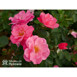 I am Strong and Beautiful™ - Róże Rabatowe -  I am Strong and Beautiful™ - Róże Rabatowe -