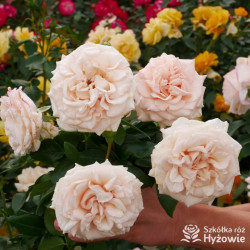 Elin's Rose™ - Róże Rabatowe -