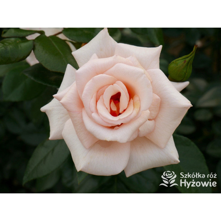 Elin's Rose™ - Róże Rabatowe - 