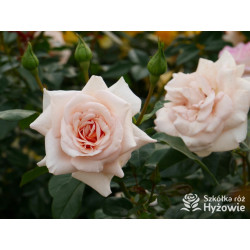 Elin's Rose™ - Róże Rabatowe - 