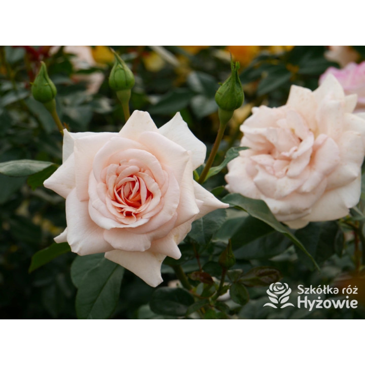 Elin's Rose™ - Róże Rabatowe - 