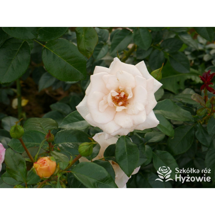 Elin's Rose™ - Róże Rabatowe - 