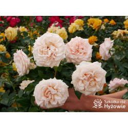 Elin's Rose™ - Róże Rabatowe - 