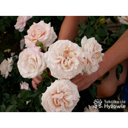 Elin's Rose™ - Róże Rabatowe - 