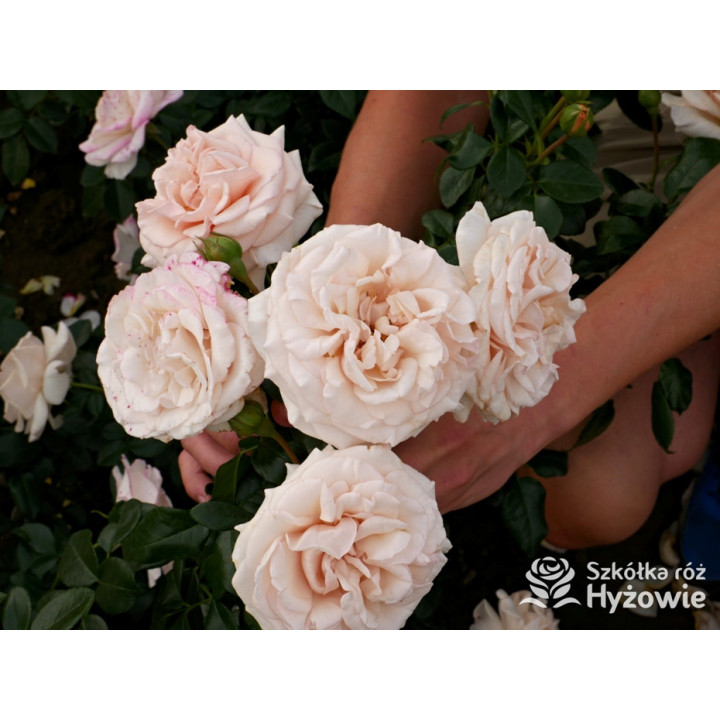 Elin's Rose™ - Róże Rabatowe - 