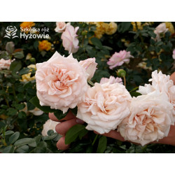 Elin's Rose™ - Róże Rabatowe - 