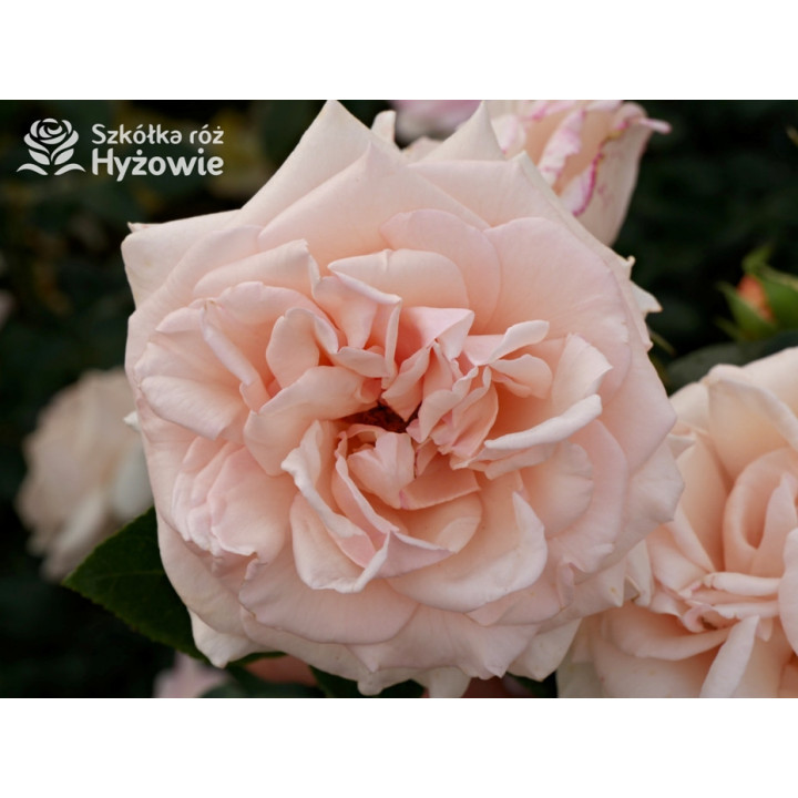 Elin's Rose™ - Róże Rabatowe - 