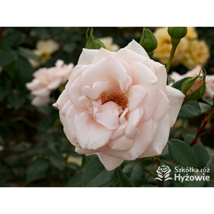 Elin's Rose™ - Róże Rabatowe - 