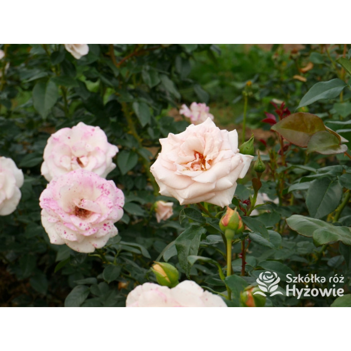 Elin's Rose™ - Róże Rabatowe - 