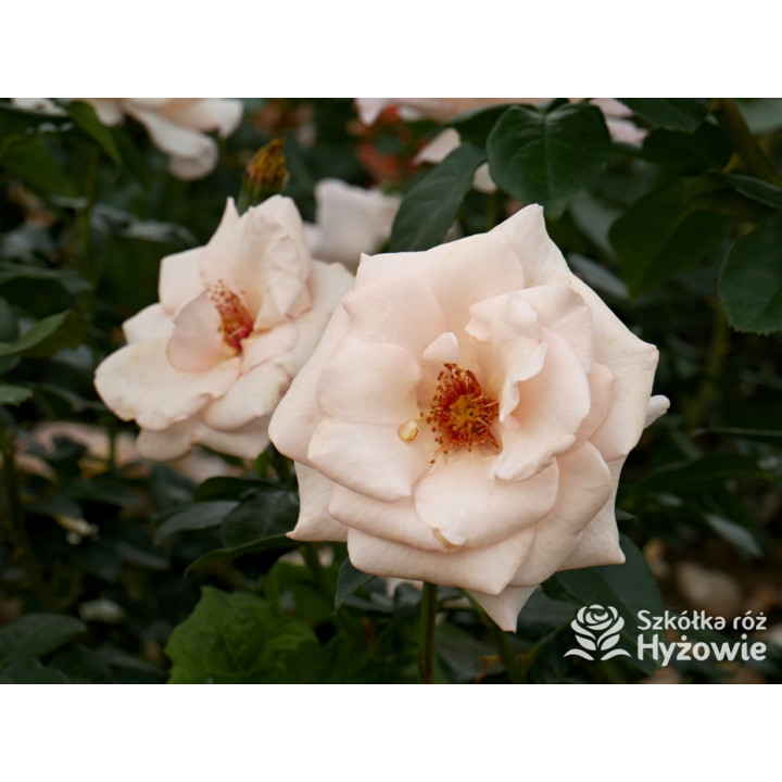 Elin's Rose™ - Róże Rabatowe - 