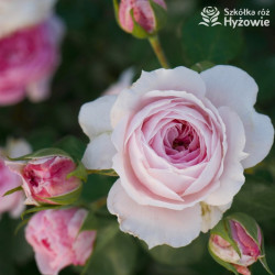 Dreams Come True™ - Róże Okrywowe -