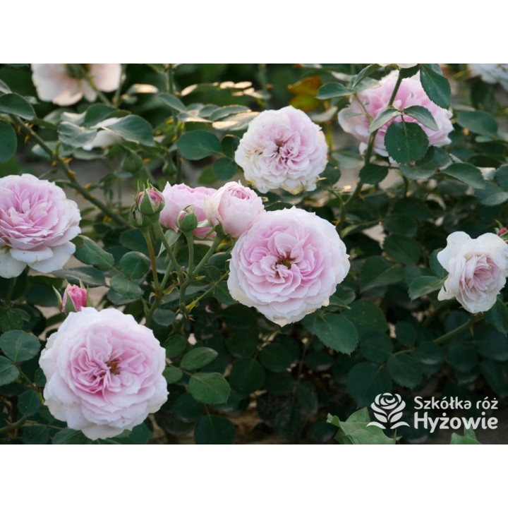 Dreams Come True™ - Róże Okrywowe -  Dreams Come True™ - Róże Okrywowe -