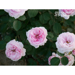 Dreams Come True™ - Róże Okrywowe -  Dreams Come True™ - Róże Okrywowe -