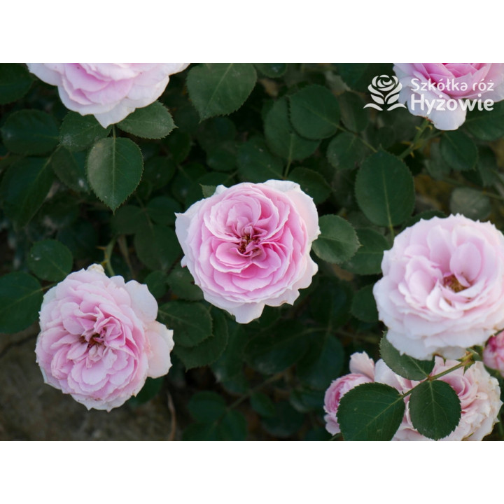 Dreams Come True™ - Róże Okrywowe -  Dreams Come True™ - Róże Okrywowe -