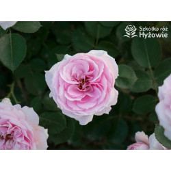 Dreams Come True™ - Róże Okrywowe -  Dreams Come True™ - Róże Okrywowe -