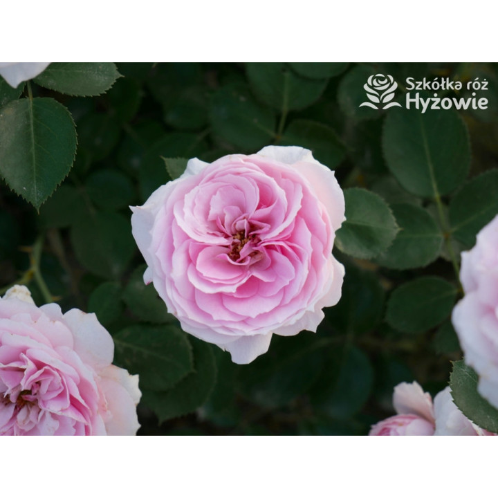 Dreams Come True™ - Róże Okrywowe -  Dreams Come True™ - Róże Okrywowe -