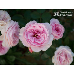 Dreams Come True™ - Róże Okrywowe -  Dreams Come True™ - Róże Okrywowe -