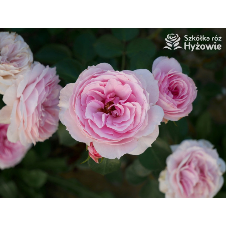 Dreams Come True™ - Róże Okrywowe -  Dreams Come True™ - Róże Okrywowe -