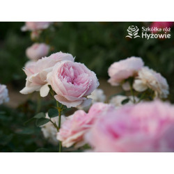 Dreams Come True™ - Róże Okrywowe -  Dreams Come True™ - Róże Okrywowe -