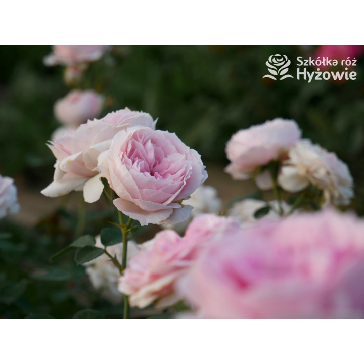 Dreams Come True™ - Róże Okrywowe -  Dreams Come True™ - Róże Okrywowe -