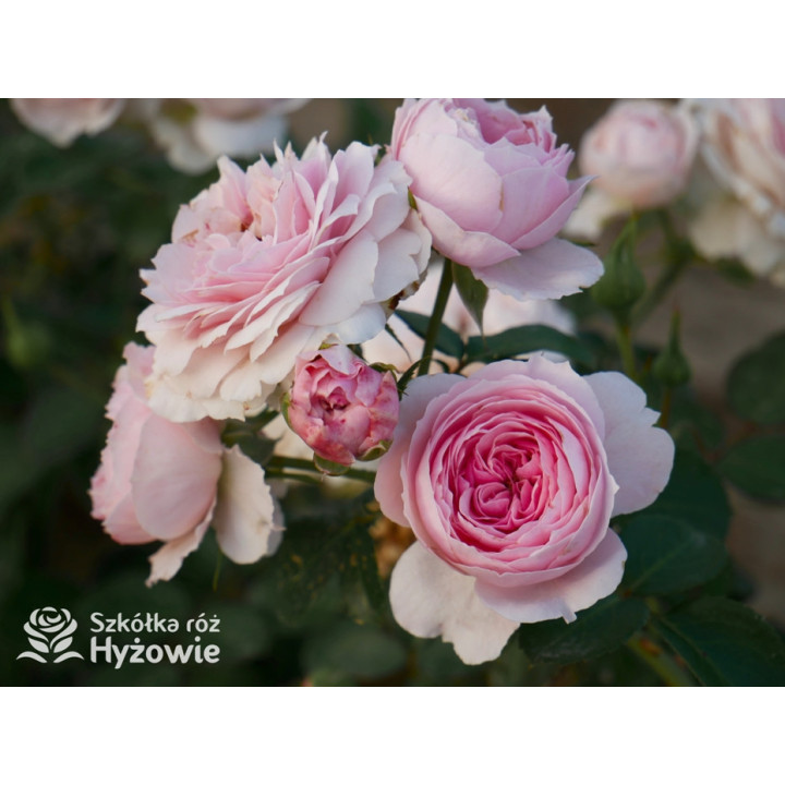 Dreams Come True™ - Róże Okrywowe -  Dreams Come True™ - Róże Okrywowe -