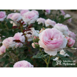 Dreams Come True™ - Róże Okrywowe -  Dreams Come True™ - Róże Okrywowe -