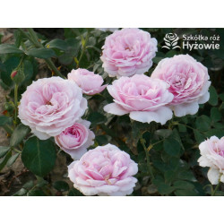 Dreams Come True™ - Róże Okrywowe -  Dreams Come True™ - Róże Okrywowe -