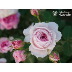 Dreams Come True™ - Róże Okrywowe -  Dreams Come True™ - Róże Okrywowe -