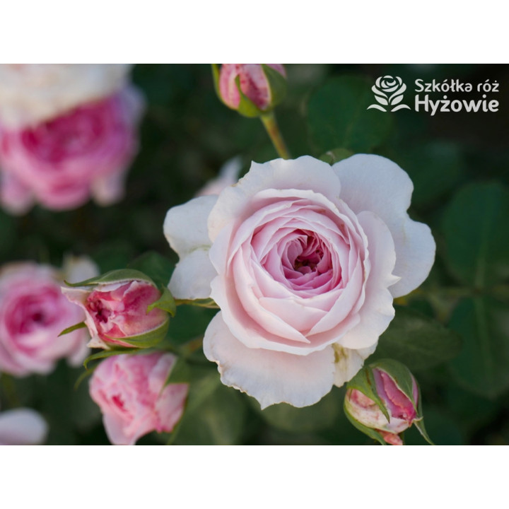 Dreams Come True™ - Róże Okrywowe -  Dreams Come True™ - Róże Okrywowe -