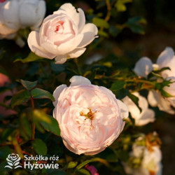 Re-Union rose™ - Róże Okrywowe -