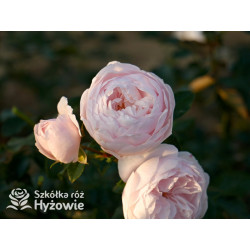 Re-Union rose™ - Róże Okrywowe -  Re-Union rose™ - Róże Okrywowe -
