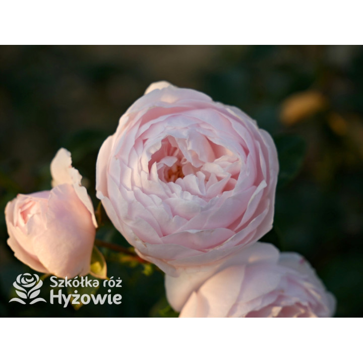 Re-Union rose™ - Róże Okrywowe -  Re-Union rose™ - Róże Okrywowe -