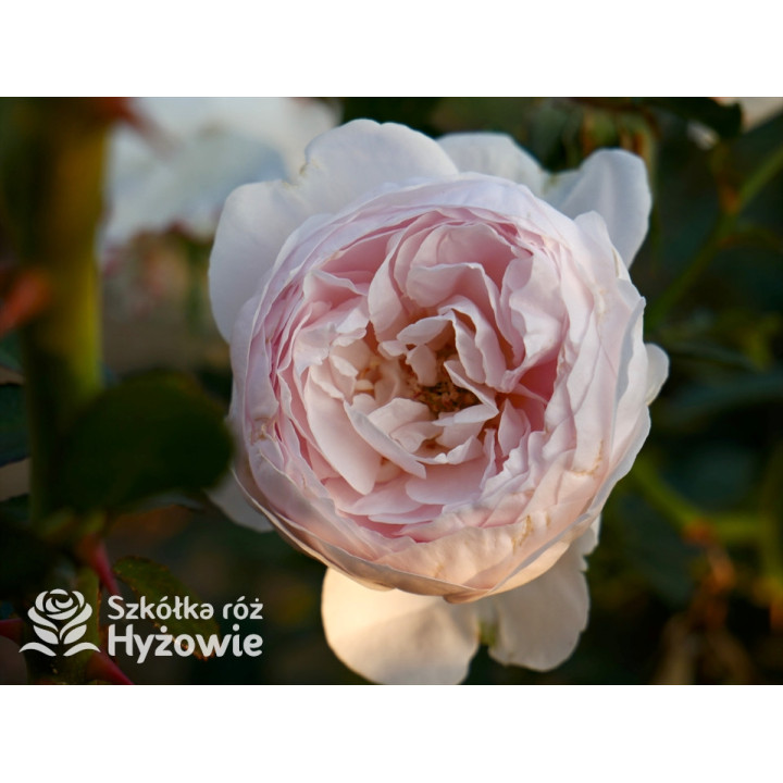 Re-Union rose™ - Róże Okrywowe -  Re-Union rose™ - Róże Okrywowe -