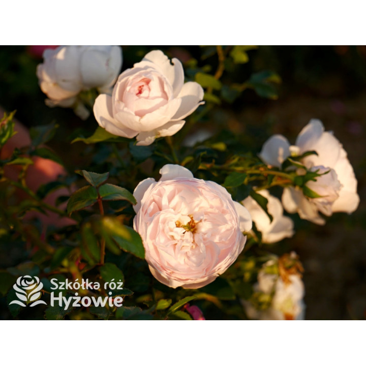 Re-Union rose™ - Róże Okrywowe -  Re-Union rose™ - Róże Okrywowe -