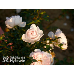 Re-Union rose™ - Róże Okrywowe -  Re-Union rose™ - Róże Okrywowe -