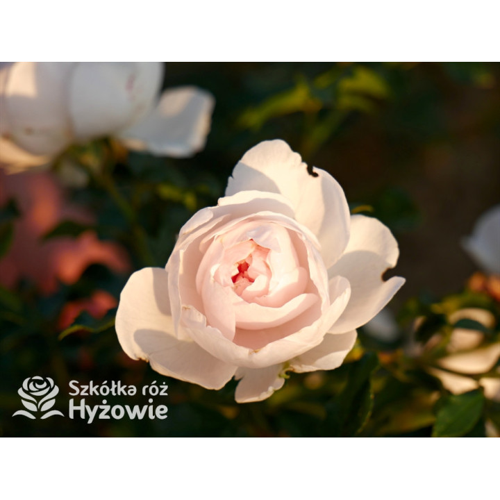 Re-Union rose™ - Róże Okrywowe -  Re-Union rose™ - Róże Okrywowe -