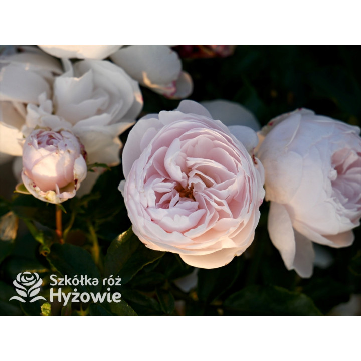 Re-Union rose™ - Róże Okrywowe -  Re-Union rose™ - Róże Okrywowe -