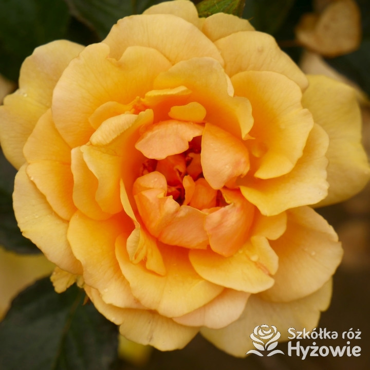 Amber Queen® - Róże Rabatowe - 