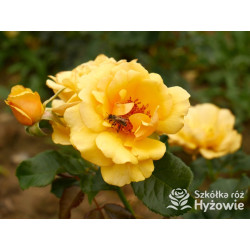 Amber Queen® - Róże Rabatowe - 