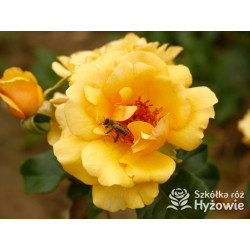 Amber Queen® - Róże Rabatowe - 