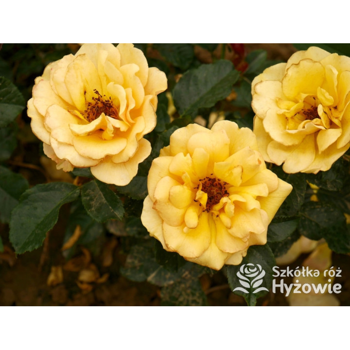 Amber Queen® - Róże Rabatowe - 