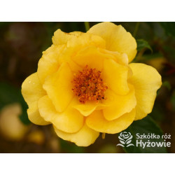 Amber Queen® - Róże Rabatowe - 